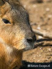 Mara, detail snuit,, Van Blanckendaell Park 1 120609