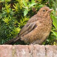 Merel, juveniel tB1 100809