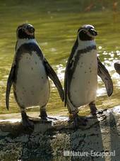 Humboldtpinguins, tegenlicht  Avifauna 1 180909