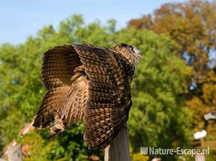 Oehoe, dreighouding, Avifauna 1 180909