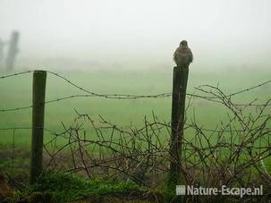 Torenvalk, op paal in de mist, Zwaansmeerpad 081109