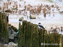 Bonte kraai, op palen Wad bij Moddergat 1 111209