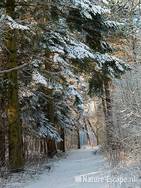 Douglassparren, Hemlocksparren, met sneeuw NHD Heemskerk 1 300110