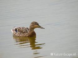 Wilde eend, vrouw, zwemmend, Hijm NHD Castricum 1 200310
