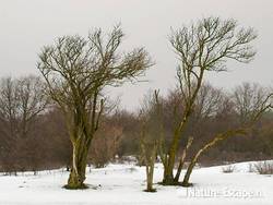 Twee vlieren, in winters AWD1 231209