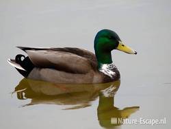 Wilde eend, woerd, Hijm NHD Castricum 1 260310