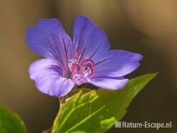 Geranium nodosum, detail bloem, tB1 240510