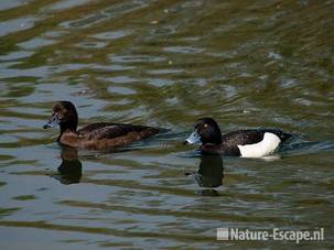 Kuifeenden, woerd en vrouw, AWD1 220510