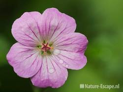 Geranium riversleaianum 'Mavis Simpson', det bloem, tB1 120710