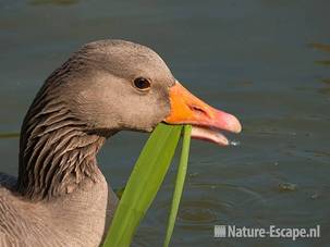 Grauwe gans, etend van riet, foeragerend, Hijm NHD Castricum 1 280510