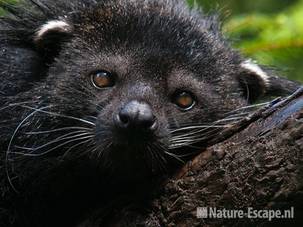 Beermarter, Dierenpark Wissel 1 290710