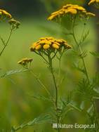 Boerenwormkruid, bloemen, landgoed Ampsen 2 270710
