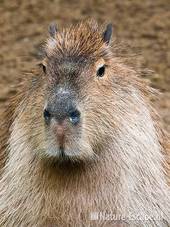 Capibara, detail kop, Dierenpark Wissel 1 290710