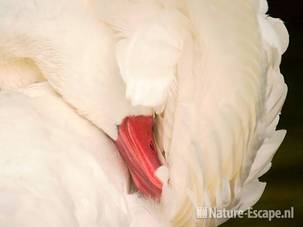 Coscorobazwaan, poetsend, Dierenpark Wissel 1 290710