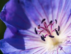 Geranium 'Rozanne', detail bloem, tB1 180710