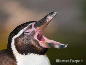 Humboldtpinguin, gapend, Avifauna 1 030810