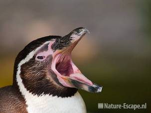 Humboldtpinguin, gapend, Avifauna 2 030810