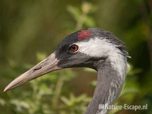 Kraanvogel, detail kop, Avifauna 2 030810
