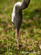 Kraanvogel, eet distelvlinder, Avifauna 4 030810