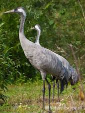 Kraanvogels, Avifauna 1 030810