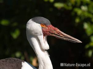Lelkraanvogel, detail kop, Avifauna 1 030810
