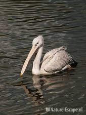 Roodrugpelikaan, zwemmend, Avifauna 1 030810