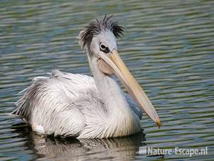 Roodrugpelikaan, zwemmend, Avifauna 2 030810