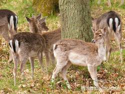 Damherten, AWD3 100510
