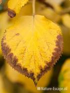 Klimhortensia, verkleurd blad, tB1 311010