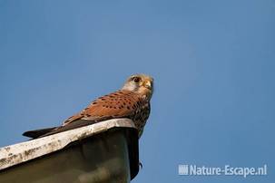 Torenvalk, man, op lantaarnpaal, Castricummerpolder 1 090411