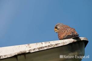 Torenvalk, man, op lantaarnpaal, Castricummerpolder 2 090411