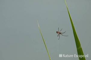 Spin, tussen blad van riet, Hijm NHD Castricum 1 200511