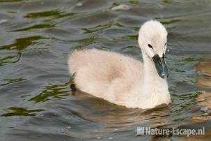 Knobbelzwaan, jong, juveniel, Castricummerpolder 6 110615