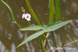 Pijlkruid, bloem en blad, Krommenie 1 150611