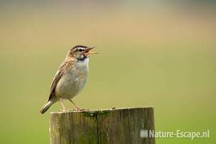 Rietzanger, zingend op een paal, Wormer- en Jisperveld 2 040711