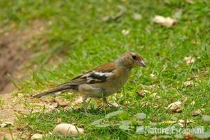 Vink, vrouw, Wildpark Gangelt 1 110811