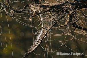 Spinrag in boom, dauw, AWD1 131011