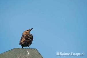 Spreeuw, op lantaarnpaal, Castricummerpolder 2 150911
