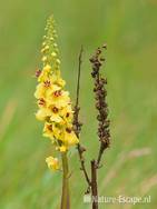 Zwarte toorts, bloemen en zaaddoosjes, SBB Schoorl 1 100911