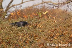 Zwarte kraai, op duindoorn, AWD1 121111