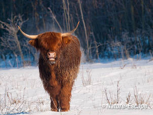 Schotse hooglander, dampende koe, NHD Heemskerk 2 040212