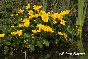 Dotterbloem, bloemen, Elswout 3 310312
