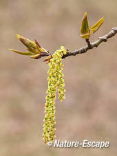Populier, katjes, AWD1 070412