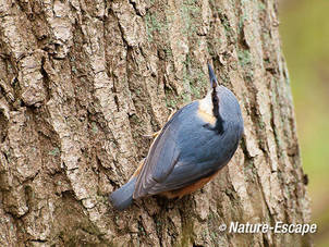 Boomklever, op schors van zomereik, AWD2 070412