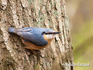 Boomklever, op schors van zomereik, AWD1 070412