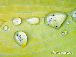 Waterdruppels, met aarde, op blad van Hosta June tB1 290412