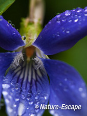 Maarts viooltje, bloem, met waterdruppels, tB2 030512