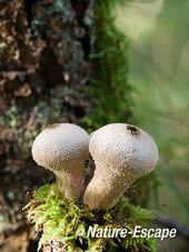 Parelstuifzwam, parelstuifzwammen, op stronkje, AWD1 151012