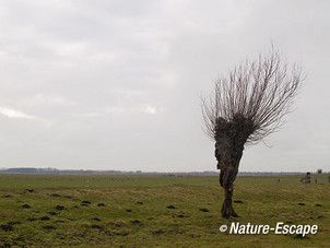 Knotwilg, gehavende voet, Busch en Dam 1 160213