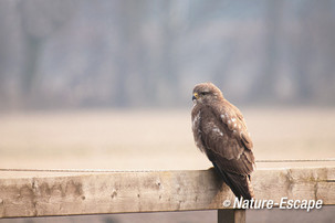 Buizerd, tuindersgebied Heemskerk 3 290313